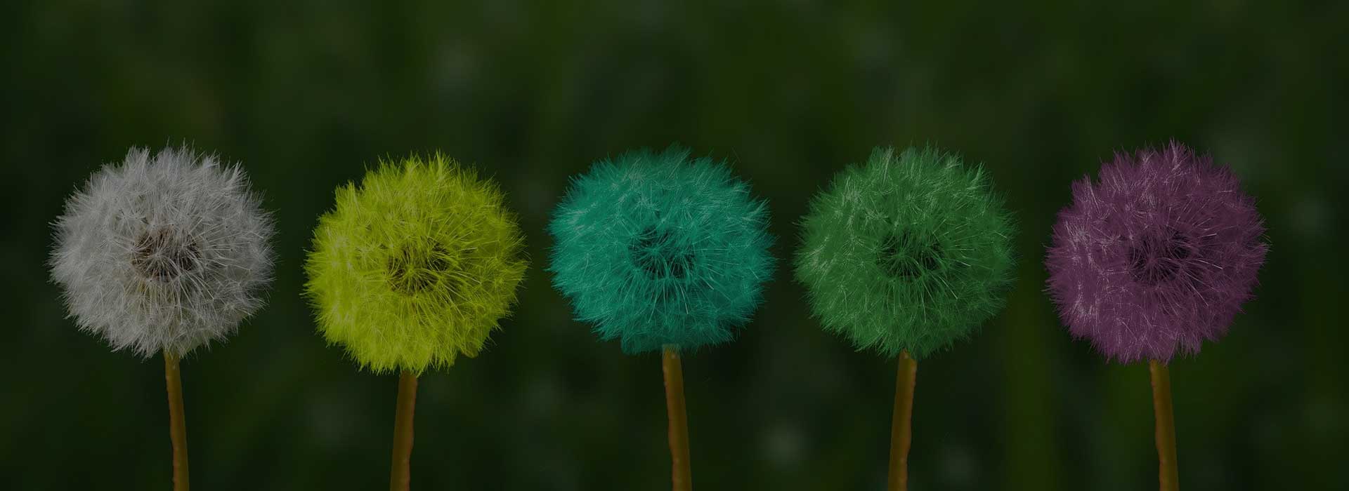 Dandelions