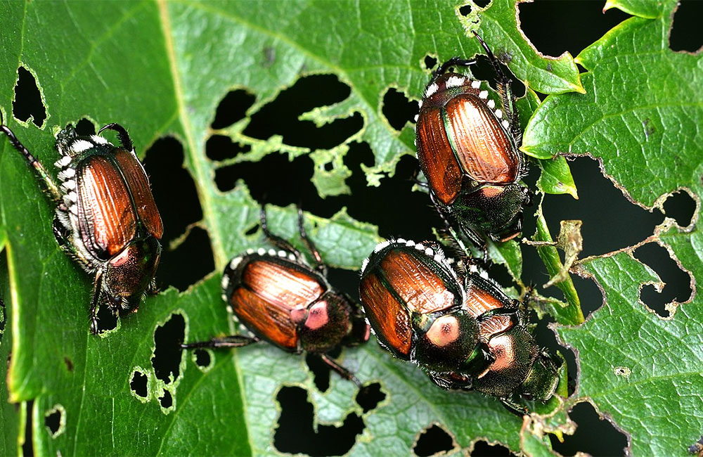 Japanese Beetles