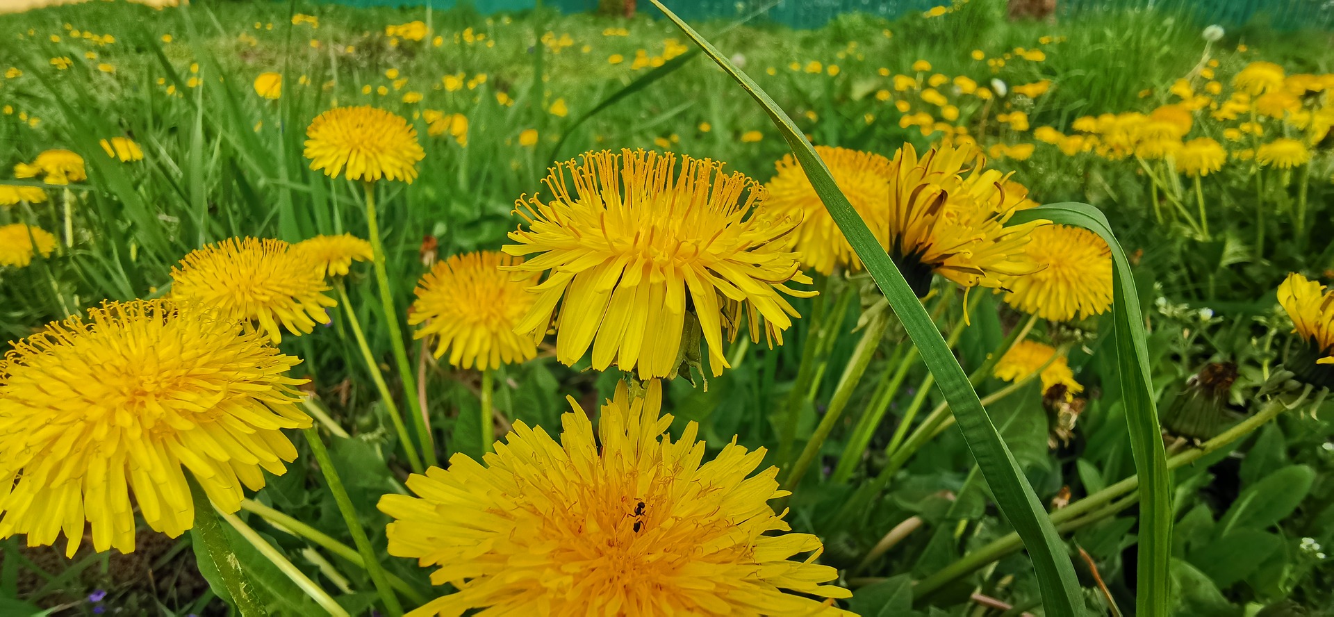 Dandelions